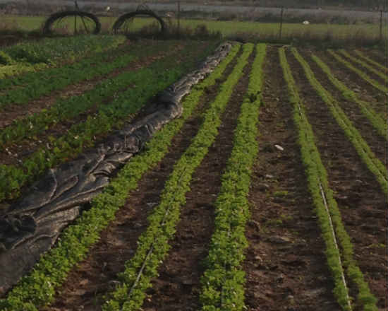 משק חביביאן, טיולי משפחות, טיול עם ילדים, פסטיבל אוכל